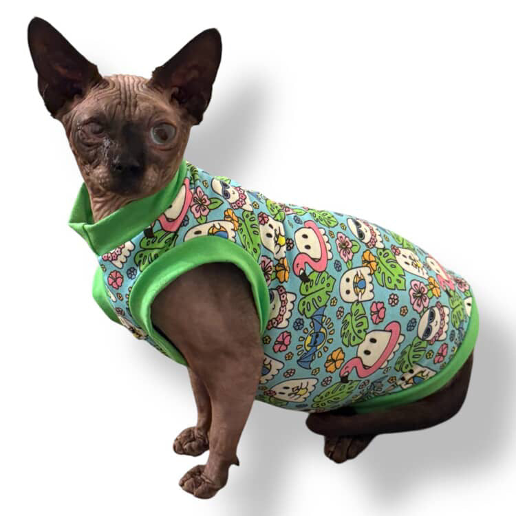 Summerween Splash by @biscotti_the_therapy_sphynx