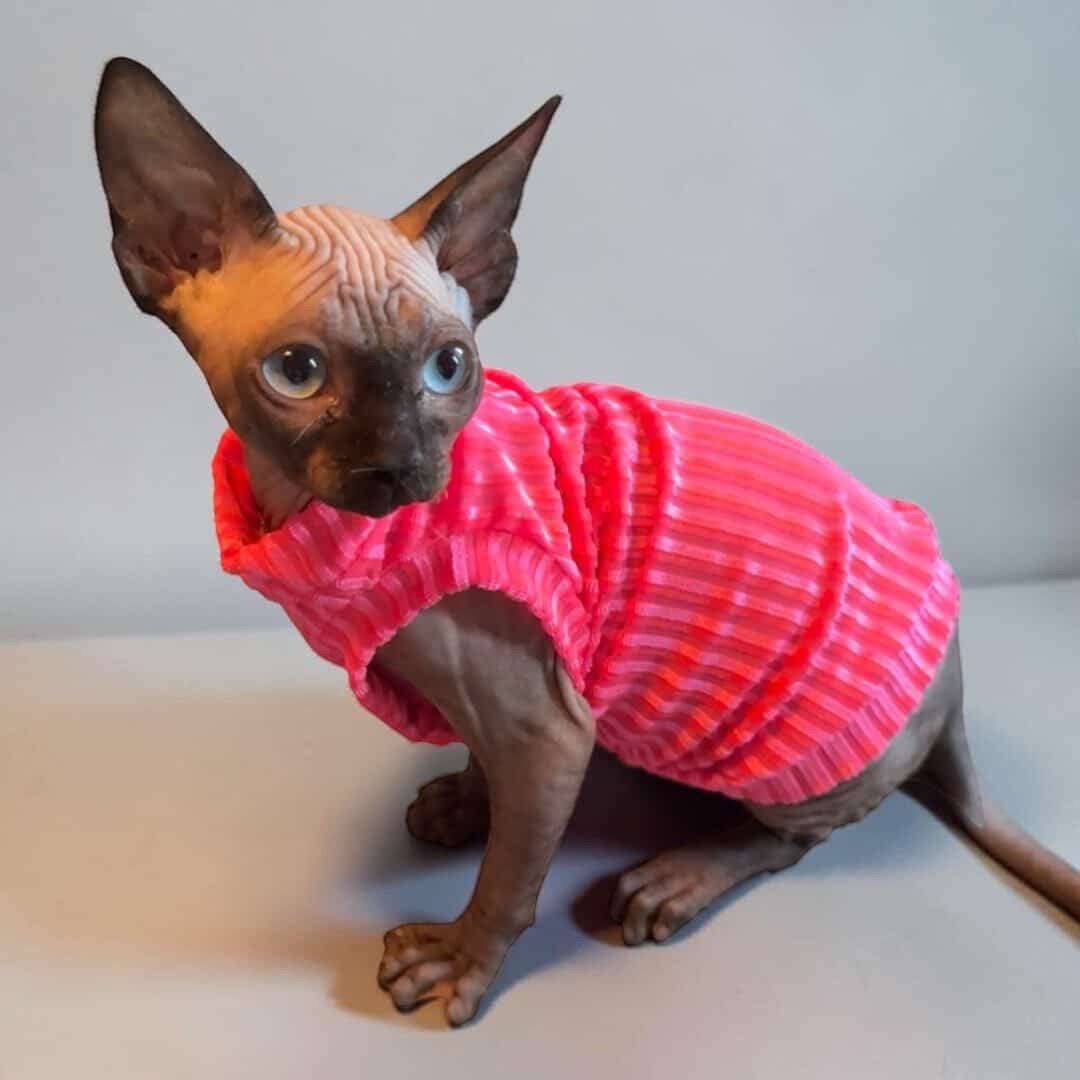 Pink Paloma Punch Ribbed Velvet Shirt