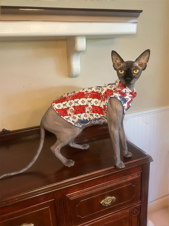 Patriotic Luxury Everyday Shirt