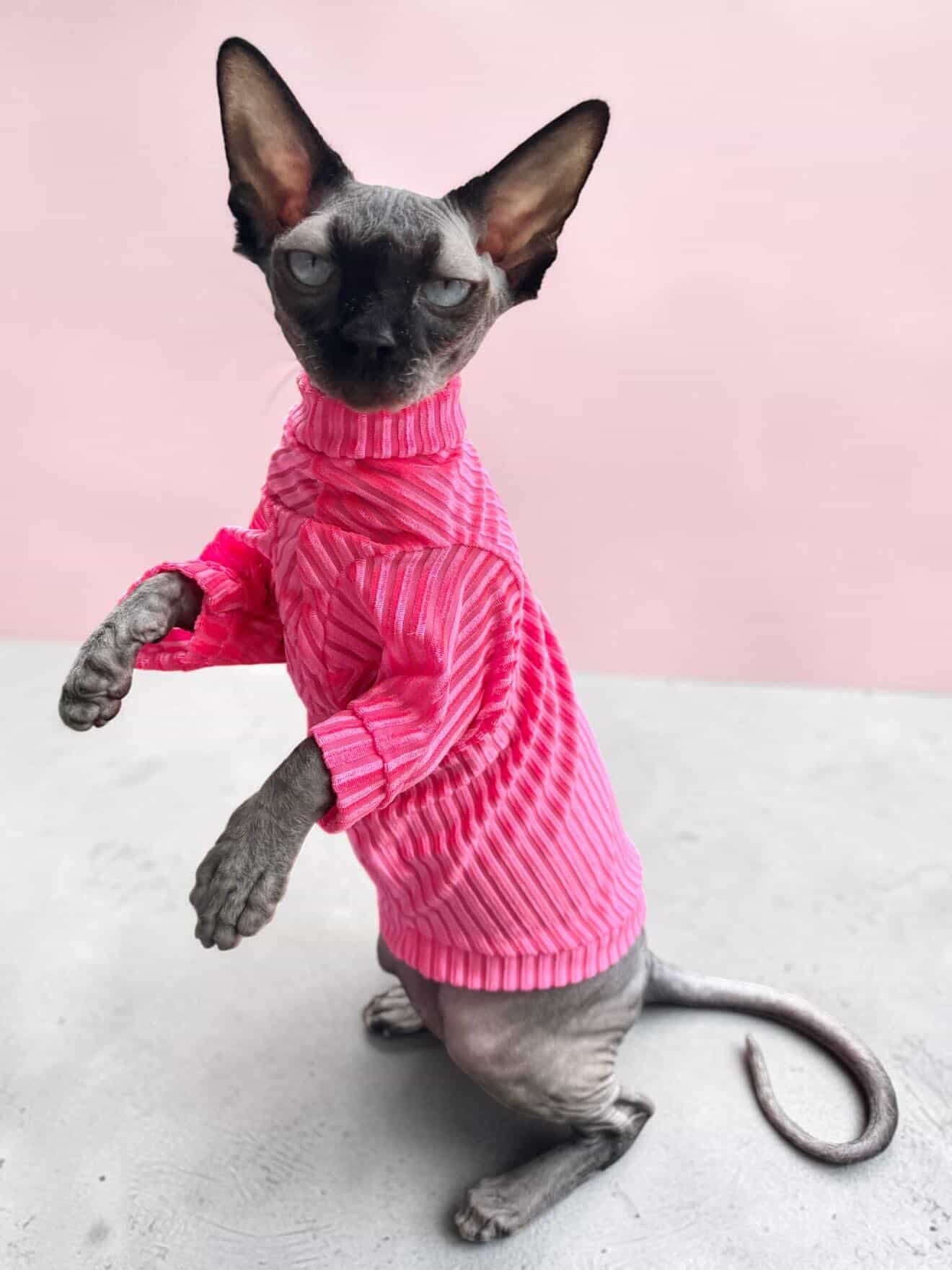 Pink Paloma Punch Long Sleeve Ribbed Velvet Shirt
