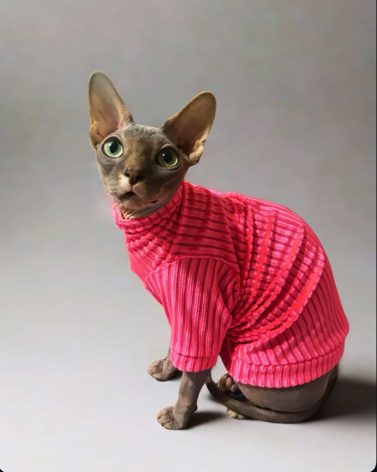 Pink Paloma Punch Long Sleeve Ribbed Velvet Shirt
