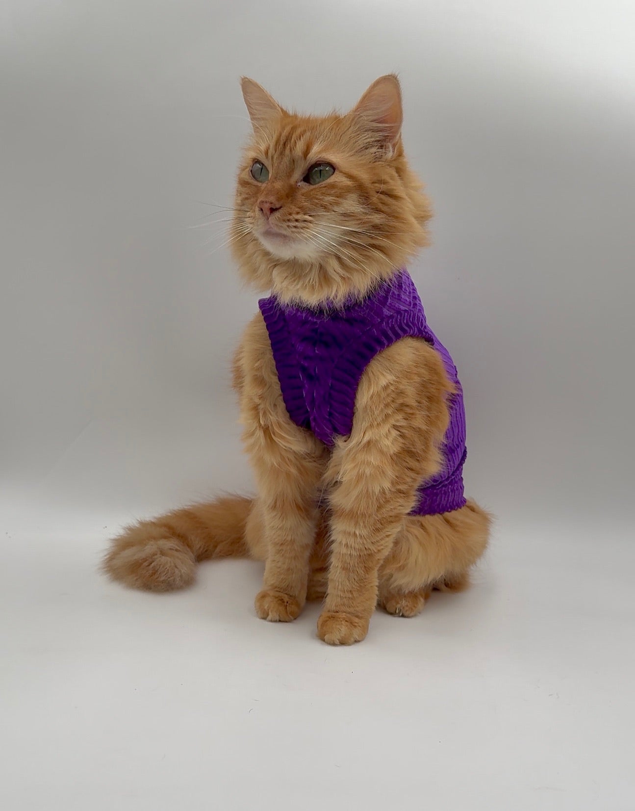 Royal Cantina Ribbed Velvet Shirt