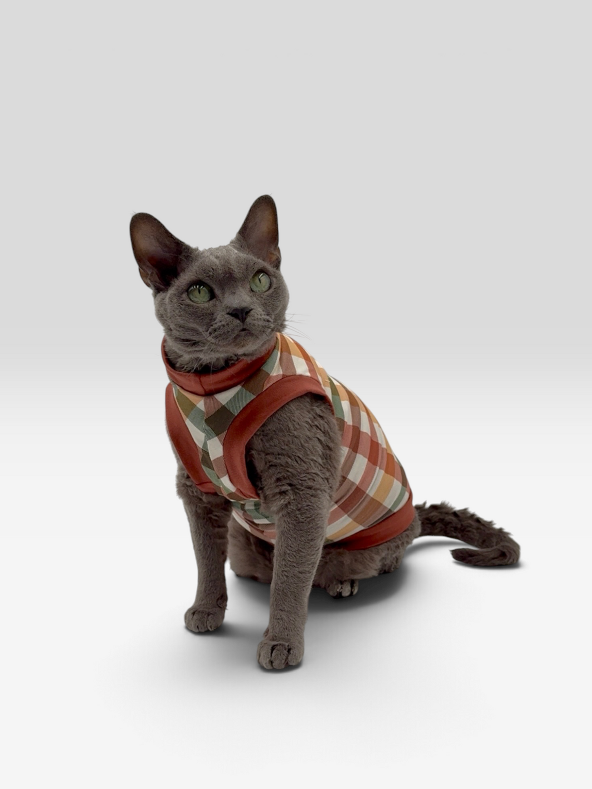 Cider Season Everyday Shirt